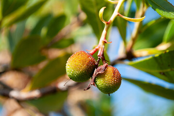 fruits of a strawberry tree ripening on a branch in early autumn