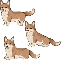 色々な姿勢のコーギー（セーブルホワイト）