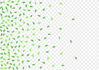 Light Green Plant Background Transparent Vector. Vegetation Decor Texture. Watercolor Frame. Green Line Illustration. Foliage Herbarium.
