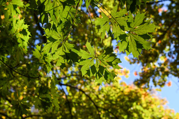 green leaves of a large maple tree slowly changing colors in early autum