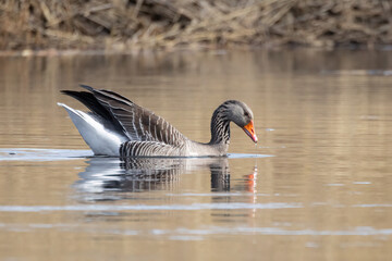 Greylag goose swimming in the sea