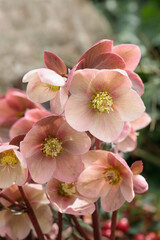Closeup of a pink Christmas rose blossom (Genus Helleborus).