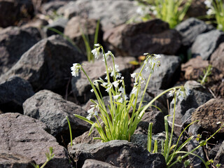 garlic flower in a meadow