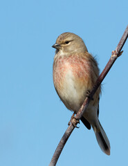 Common linnet, The male bird sits on a tree branch against the blue sky