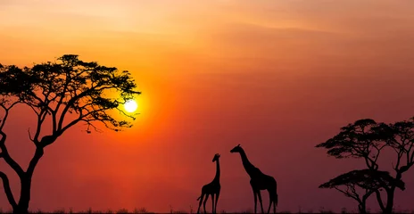 Fototapete Rund Silhouettes of african wild animals at sunset. Evening in African savanna. © Sergey Fedoskin