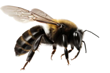 Fotobehang bee isolated © Roland