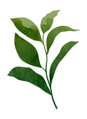 Fototapeta premium Watercolor herbal leaf branch