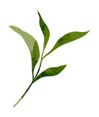 Watercolor herbal leaf branch
