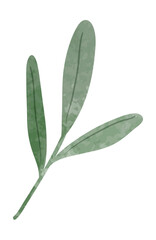 Watercolor herbal leaf branch