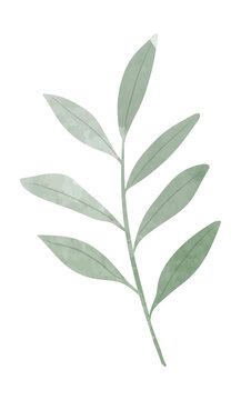 Watercolor herbal leaf branch © TWINS DESIGN STUDIO