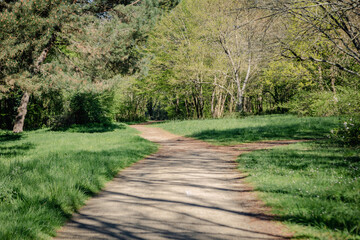 Fototapeta premium path in the woods
