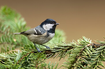 Obraz premium Coal tit ( Periparus ater ) close up