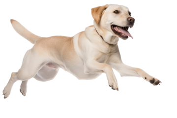 golden retriever puppy