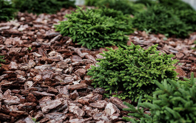 Park landscaping wood bark