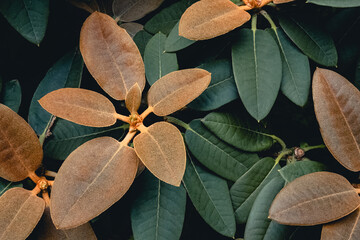 Rhododendron Yakushimanum with dark green leaves covered in light brown felt, making it stand out...
