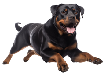 puppy isolated on white