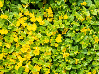 Creeping jenny, Lysimachia nummularia, yellow flowers