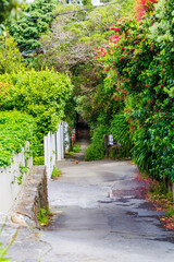 Fototapeta na wymiar Paved walkway through a leafy neighborhood