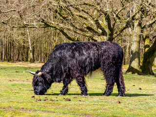 Scottish highland cow with long hair and horns grazing grass in nature reserve near Hilversum, Netherlands