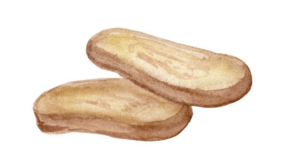 Watercolor ginger cut sketch isolated on white background. Ginger root slice