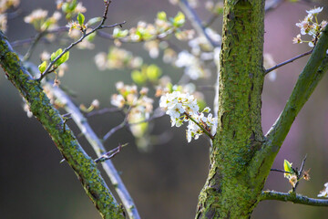 Weiße Blüten von einem Judasbaum im Frühling