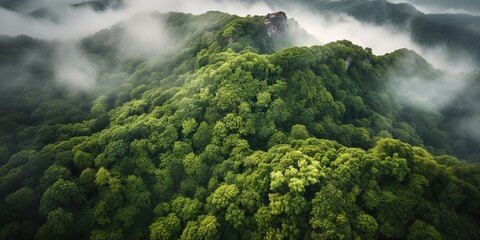 A view from a height of a mountain peak with green trees in the fog.Aerial view. Panoramic shot. Generative AI - obrazy, fototapety, plakaty
