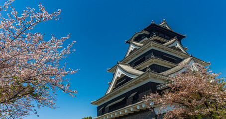 熊本城：復旧された天守閣と桜