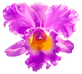 Flower colors are pink, yellow and purple. An orchid of the genus Cattleya. Close-up of isolated beautiful plant.