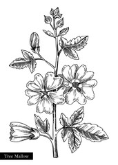 Tree mallow vector illustration. Hand drawn summer flower sketch. Hibiscus drawing isolated on white background. Malva flowering plant. Floral design element in engraved style