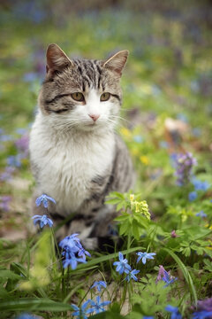 Photo of a striped cat in a spring forest.