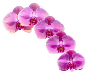 Flower colors are pink, yellow and white. An orchid of the genus Phalaenopsis. Close-up of isolated beautiful plant.