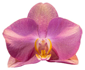 Flower colors are pink, yellow and white. An orchid of the genus Phalaenopsis. Close-up of isolated beautiful plant.