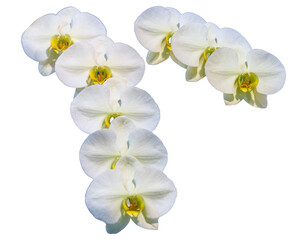 Flower colors are white, yellow and brown. An orchid of the genus Phalaenopsis. Close-up of isolated beautiful plant.
