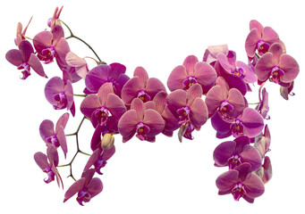 Fototapeta na wymiar Flower colors are pink, yellow and white. An orchid of the genus Phalaenopsis. Close-up of isolated beautiful plant.