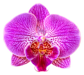 Naklejka na ściany i meble Flower colors are pink, purple and white. An orchid of the genus Phalaenopsis. Close-up of isolated beautiful plant.