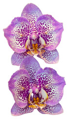 Flower colors are pink, purple and white. An orchid of the genus Phalaenopsis. Close-up of isolated beautiful plant.