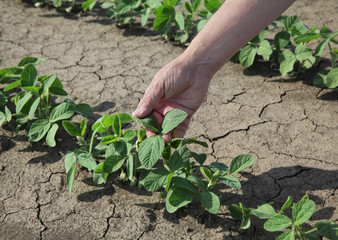 Farmer or agronomist examining soybean plant in field, closeup of hand, spring time