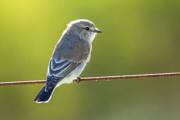 Little Jacky winter perched on a wire - a small grey-brown bird belonging to the robin family