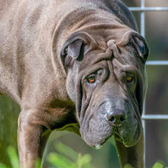 Brown Shar Pei family dog