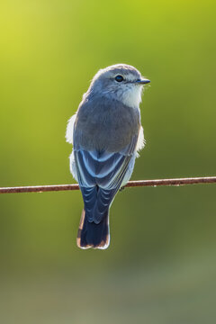 Little Jacky winter perched on a wire - a small grey-brown bird belonging to the robin family