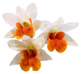Flower colors are orange, white and yellow. An orchid of the genus Dendrobium. Close-up of isolated...