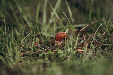 Snail in green grass after rain