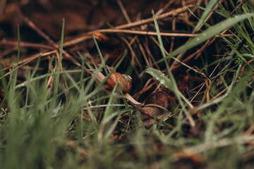 Snail in green grass after rain