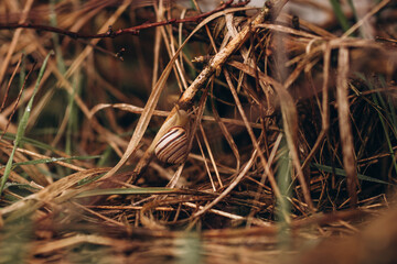 Snail in green grass after rain