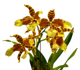Flower colors are brown, yellow and red. An orchid of the genus Odontocidium. Close-up of isolated beautiful plant.
