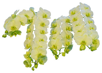 Flower colors are green, yellow and white. An orchid of the genus Phalaenopsis. Close-up of isolated beautiful plant.