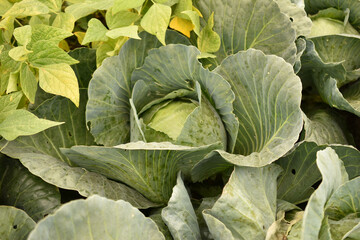A type of cabbage with wide leaves that grows in the garden.