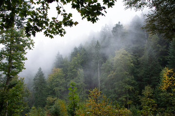 Black forest with fog
La Selva negra con niebla
