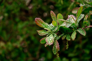 The plant branch in raindrops. Shrub with green and red leaves of barberry bush. Close-up. Nature background. After rain. Cloudy weather. Springtime season. Garden details. Freshness. Copy space