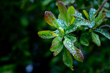 The plant branch in raindrops. Shrub with green and red leaves of barberry bush. Close-up. Nature background. After rain. Cloudy weather. Springtime season. Garden details. Freshness. Copy space
